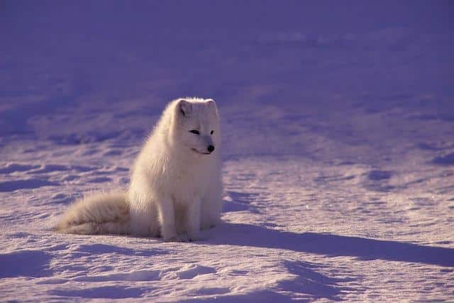 full moon, full moon, full moon, full moon, full moon, full moon, full moon, full moon, full moon, full moon, full moon, full moon, night sky, moon appears, full wolf moon, full wolf moon, full wolf moon, full wolf moon, full wolf moon, frost exploding moon, blue moon, cold moon, snow moon, ice moon, native american tribes, hunger moon, center moon, wolves howl, name wolf moon, farmer's almanac, cold winter nights, moon's phases, moon phases, severe moon, moon names, early evening, early summer, old moon, modern calendar, new moon, southern hemisphere, full moons, old farmer's almanac, native american, native american, native american, native american culture, peak illumination, first full moon, local time, opposite side, colonial americans, last full moon, native americans, other names, january's full moon, january's full moon, january's full, january's full, january's full, january's full,