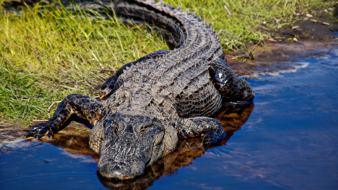 dream about alligators,
