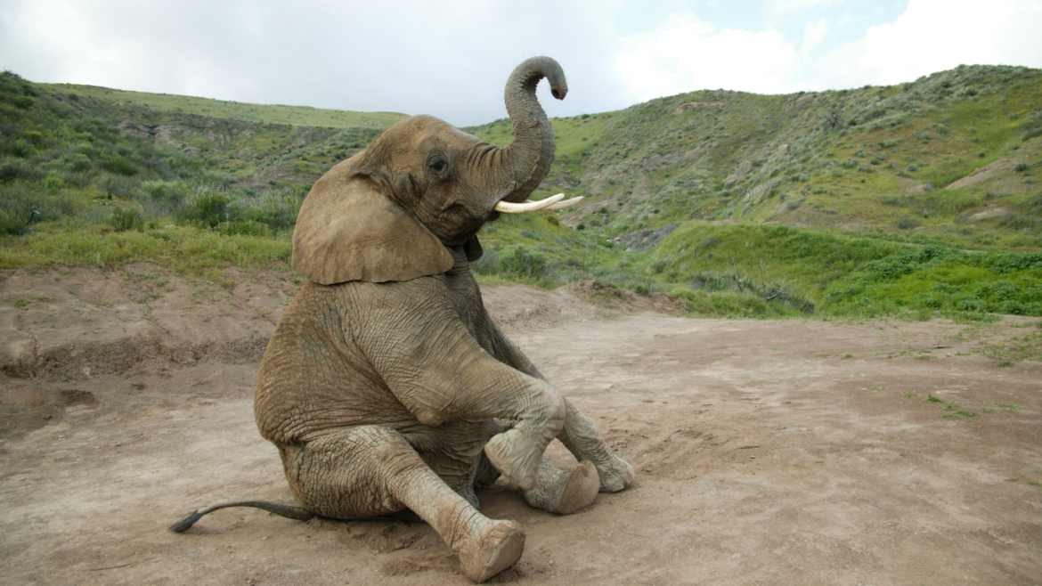 elephant dream meaning,