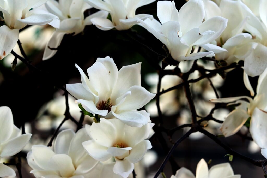 dream of flowers, magnolias