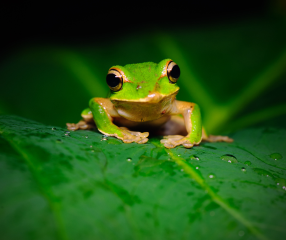 dreaming about a frog,frog dream, dream meaning frog,